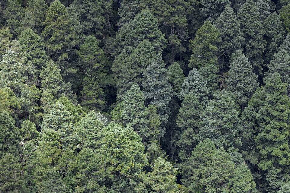 Oyamel fir
