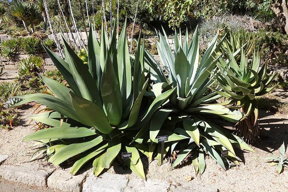 Maguey (agave)