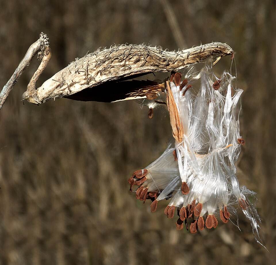 Common milkweed
