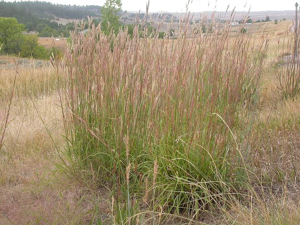 Big bluestem