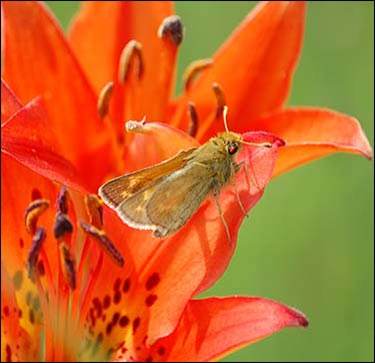 Dakota skipper