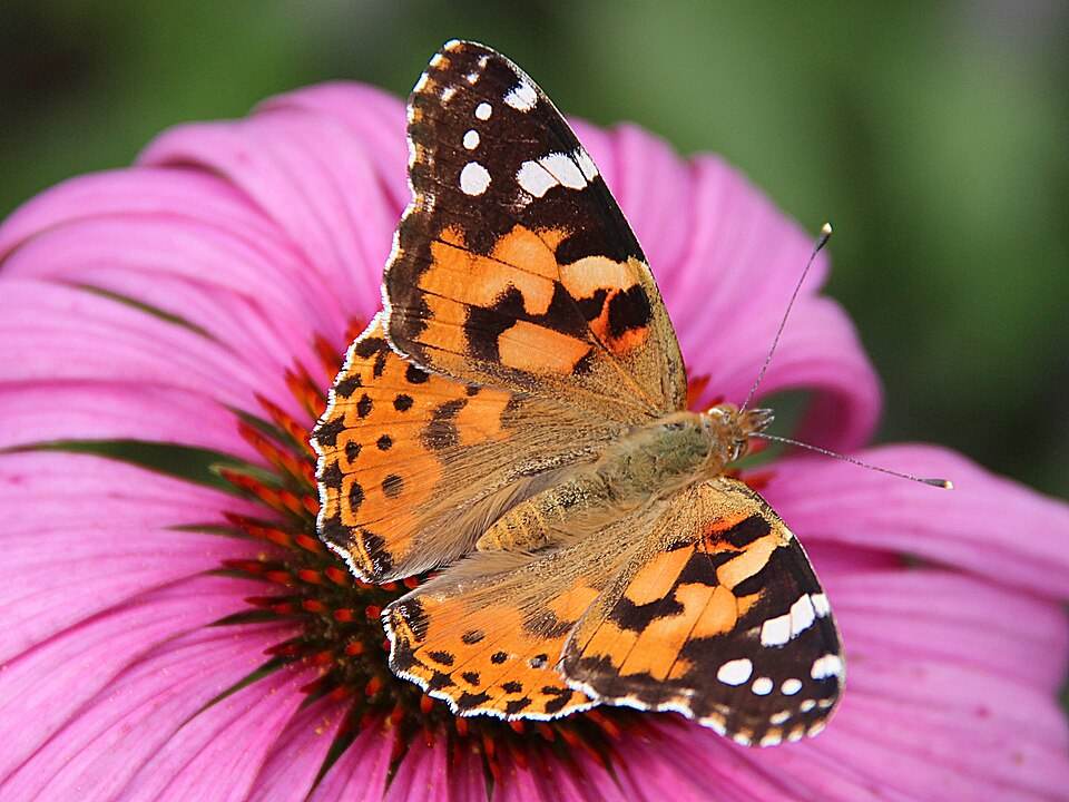 Painted lady