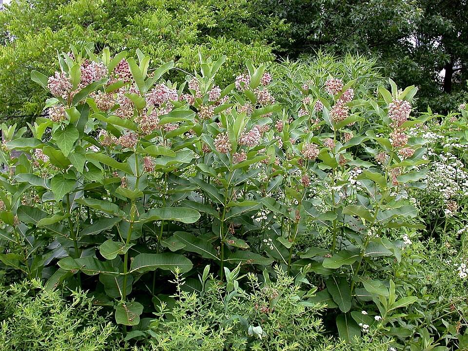 A pollinator garden