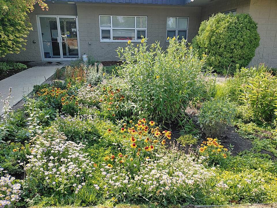 Rain garden